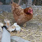 Nyaraló Authentique Confortable Convivial Spacieux Elegant Gembloux